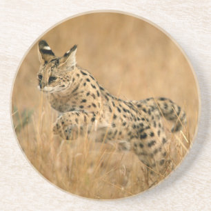 Dessous De Verre En Grès Serval (Leptailurus Serval) sautant