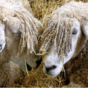 DESSOUS DE VERRE EN GRÈS SHEEP