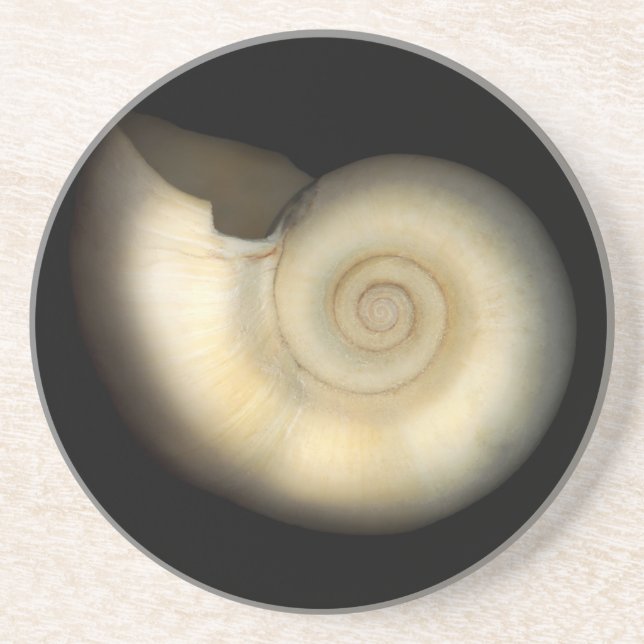 Dessous De Verre En Grès Shell - conchyliologie - Nautilus (Devant)