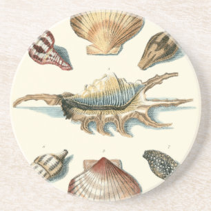 Dessous De Verre En Grès Shell de fantaisie échouent