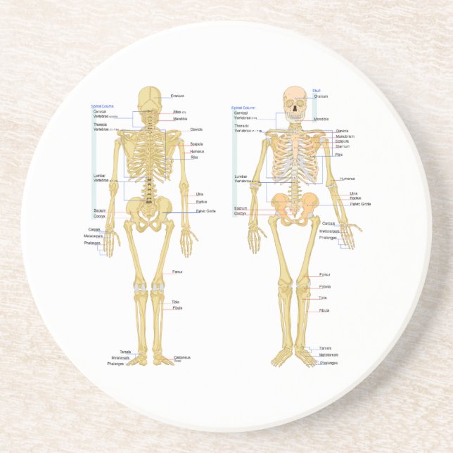 Dessous De Verre En Grès Squelette humain marqué diagramme d'anatomie (Devant)