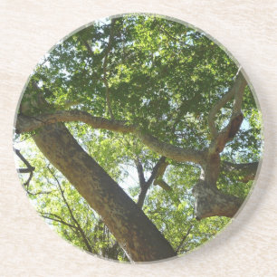 Dessous De Verre En Grès Sycamore Tree Nature verte