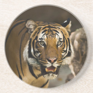 Dessous De Verre En Grès Tigre de Sibérie