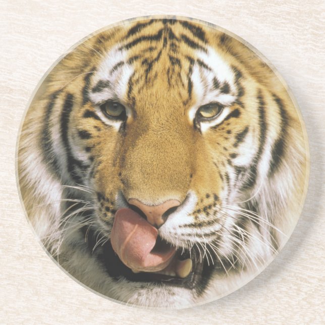 Dessous De Verre En Grès Tigre Zoo du Michigan (Devant)