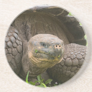 Dessous De Verre En Grès Tortue géante
