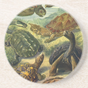 Dessous De Verre En Grès Tortues de mer vintages de Terre par Ernst Haeckel