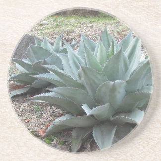 Dessous De Verre En Grès Usines d'agave de désert