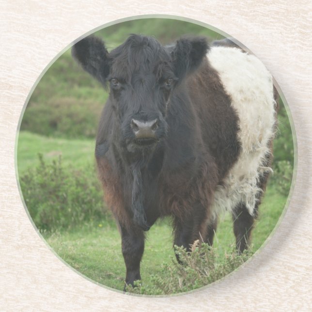 Dessous De Verre En Grès Vache galloway à ceinture (Devant)