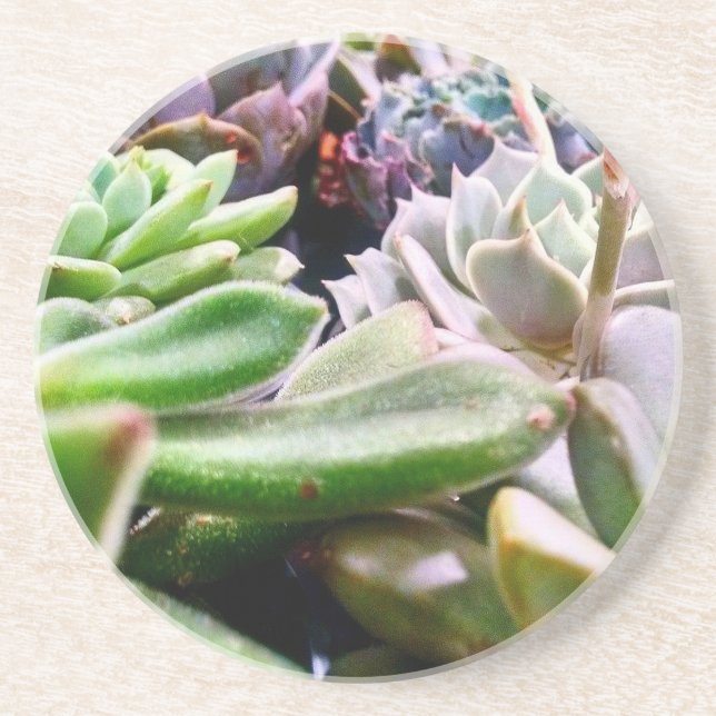 Dessous De Verre En Grès Variété Cactus (Devant)