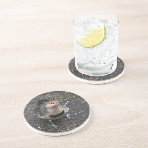 Dessous De Verre En Grès Vue de l'oeil d'oiseaux du pic-blanc de Flicker du