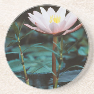 Dessous De Verre En Grès Vue rapprochée de nénuphar à Inle Lake