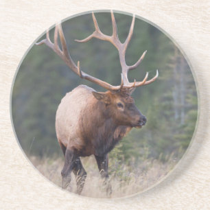 Dessous De Verre En Grès Wapiti des montagnes Rocheuses