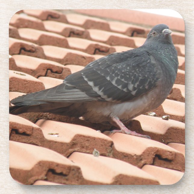 Dessous de verre en liège Pigeon sur le toit (Devant)