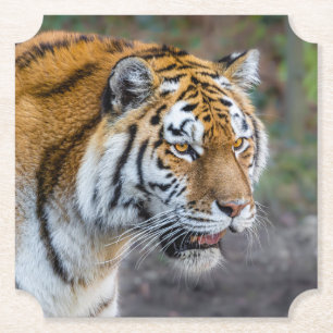 Dessous-de-verre En Papier Amur tiger