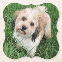 dessous de verre de Cavapoo