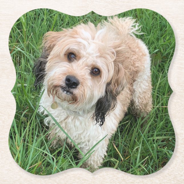 Dessous-de-verre En Papier dessous de verre de Cavapoo (Devant)