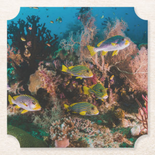Dessous-de-verre En Papier Dessous de verre en papier Coral Reef