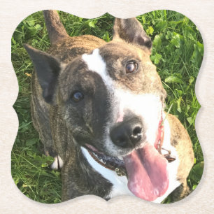 Dessous-de-verre En Papier dessous de verre English Bull Terrier