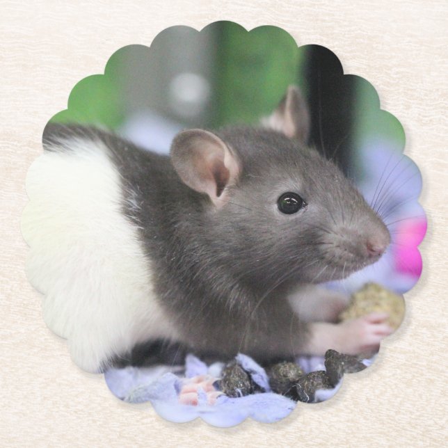 Dessous-de-verre En Papier Lil rat (Devant)