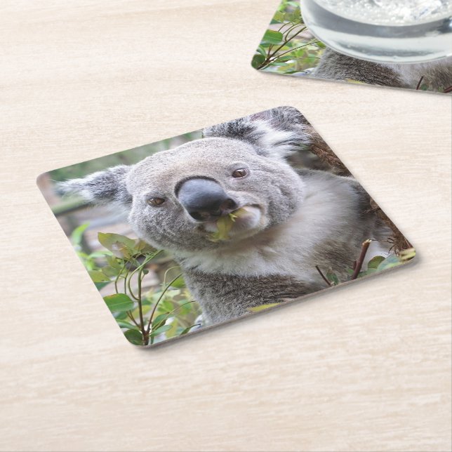 Dessous-de-verre En Papier Ours de Koala (Incliné)