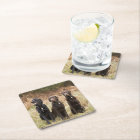 Trois récupérateurs Black Labrador