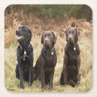 Trois récupérateurs Black Labrador