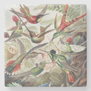 Dessous-de-verre En Pierre Affiche vintage colorée d'Ernst Haeckel sur les co