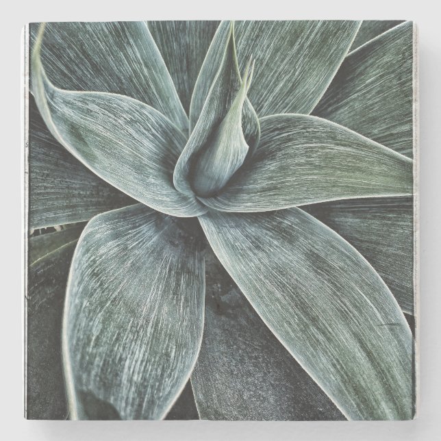 Dessous-de-verre En Pierre Agave Attenuata (Devant)