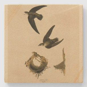 Dessous-de-verre En Pierre American (Chimney) Swift Audubon, Birds of America