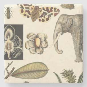 Dessous-de-verre En Pierre Animaux assortis peints sur l'arrière - plan crème