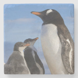 Dessous-de-verre En Pierre Antarctique, Anse Neko (Port). Manchot papou 2