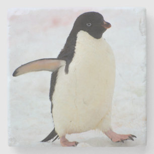 Dessous-de-verre En Pierre Antarctique. Île Petermann. Manchot Adélie