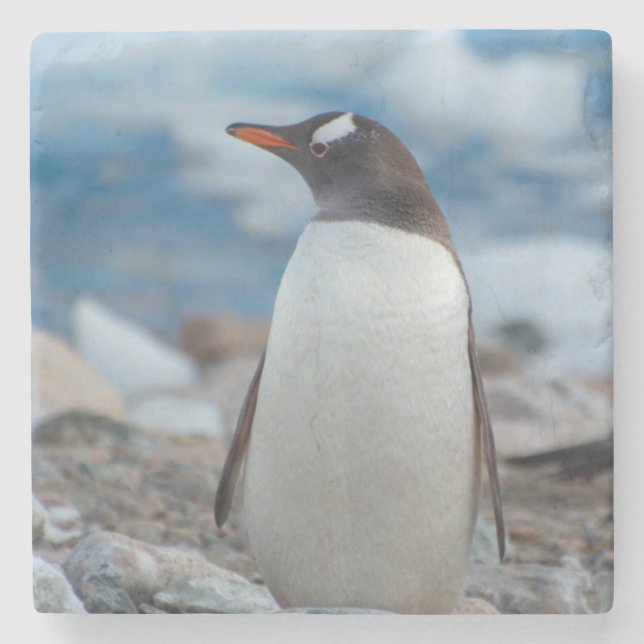 Dessous-de-verre En Pierre Antarctique. Port Neko. Manchot papou (Devant)