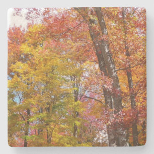 Dessous-de-verre En Pierre Arbres d'automne orange et jaune Photographie d'au
