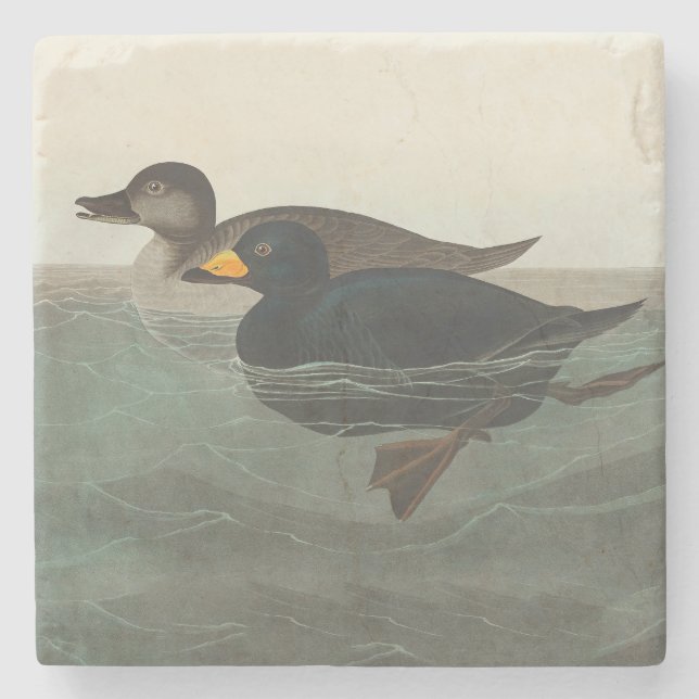 Dessous-de-verre En Pierre Audubon American Scoter Duck Classic (Devant)