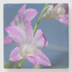 Dessous-de-verre En Pierre Australie, Territoire du Nord, Darwin