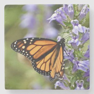 Dessous-de-verre En Pierre Beau Papillon Monarque sur une Fleur Violette