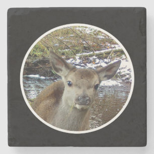 Dessous-de-verre En Pierre Bébé Cerf Mignon Faon Adorable Forêt Nature Pose