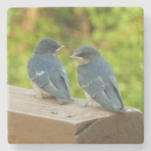 Dessous-de-verre En Pierre Bébé Grange hirondelle Nature Oiseau Photographie