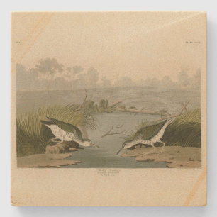 Dessous-de-verre En Pierre Bécasseau tacheté des oiseaux d'Amérique d'Audubon