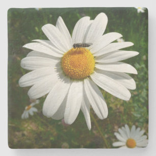 Dessous-de-verre En Pierre Bee on Daisy Alaskan Summer Nature