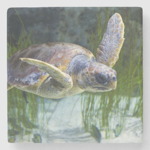 Dessous-de-verre En Pierre Belle natation de tortue marine