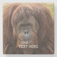 Belle photographie de Borneo Orangutan