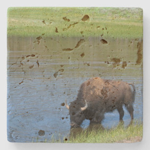 Dessous-de-verre En Pierre Bison américain de Yellowstone dans l'étang