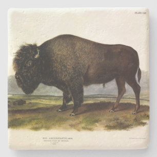 Dessous-de-verre En Pierre Bison américain, ou bison (bison) - Audubon