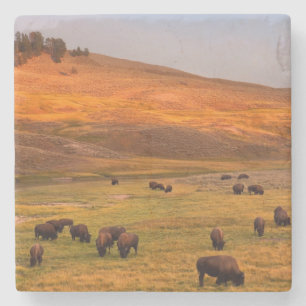 Dessous-de-verre En Pierre Bison frôlant sur la colline à la vallée de Hay