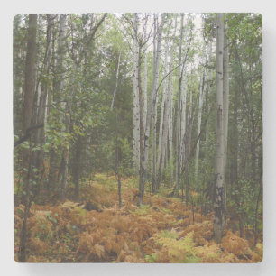 Dessous-de-verre En Pierre Bouleaux blancs et fougères d'automne aux montagne