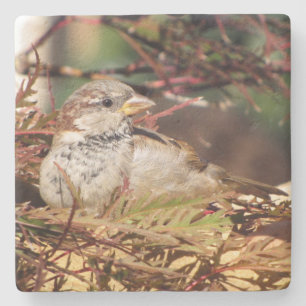 Dessous-de-verre En Pierre Bruant - Série d'oiseaux Jardins -    Dessous de 
