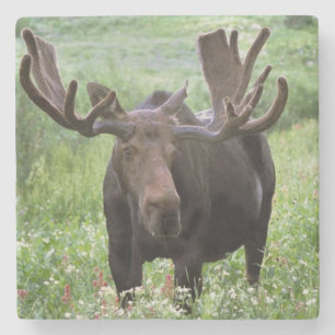 Dessous-de-verre En Pierre Bull moose Alces alces) en fleur sauvage,