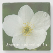 Canadensis d'anémone
